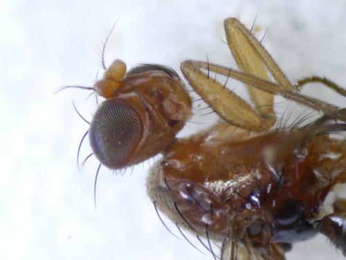 Réf. 211 103 : Geomyza tripunctata